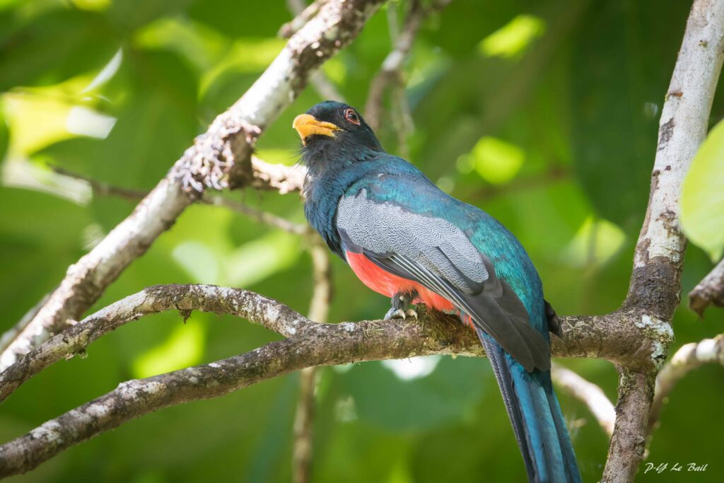 Trogon à queue noire