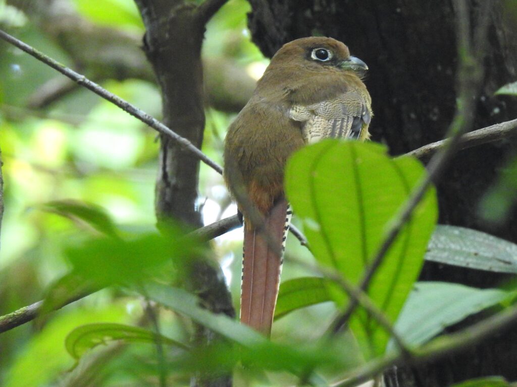 Trogon aurore