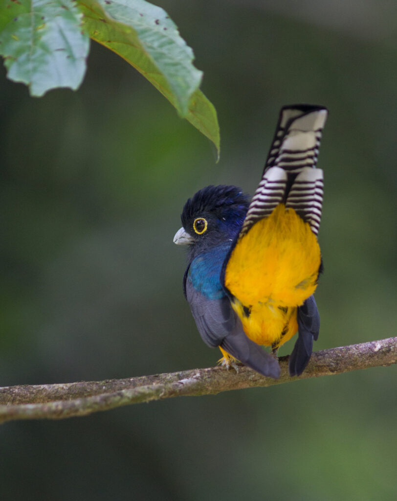 Trogon violacé