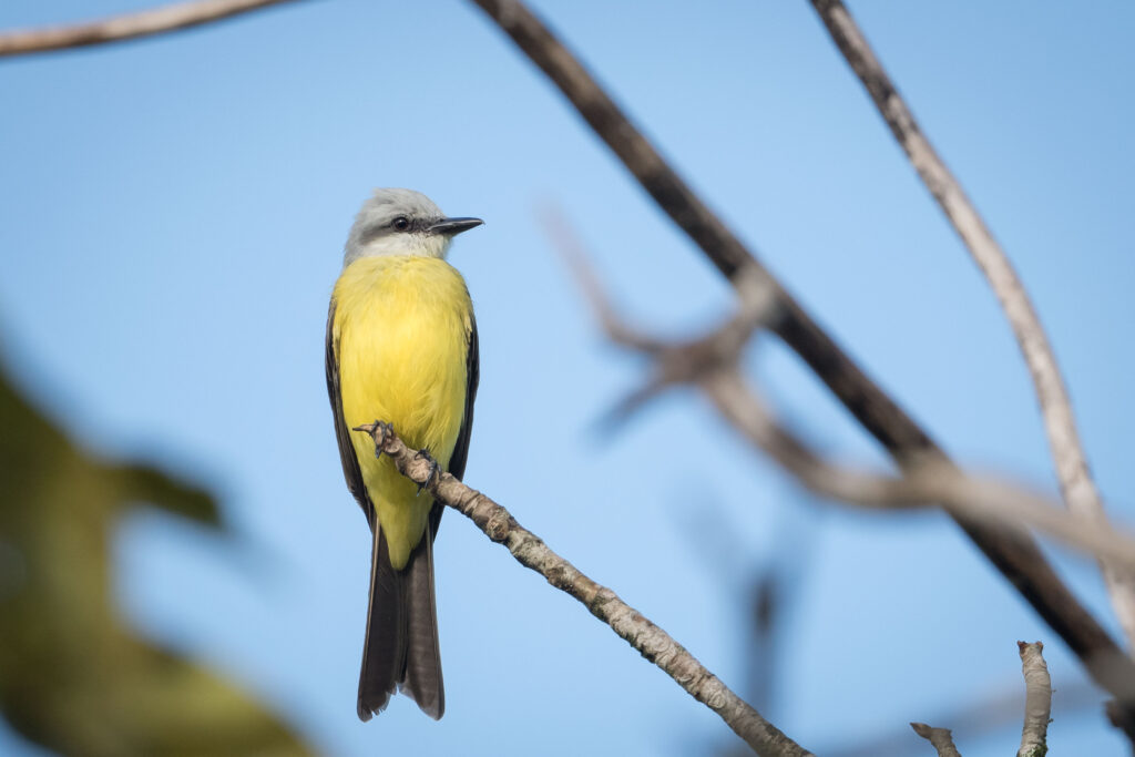 Tyran à gorge blanche