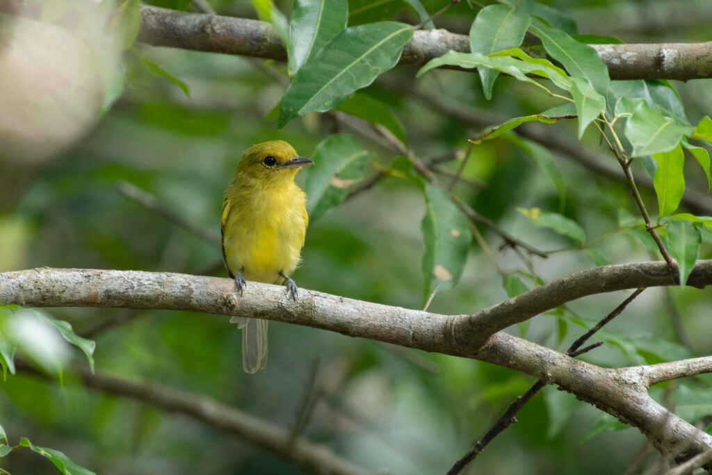 Tyranneau à poitrine jaune