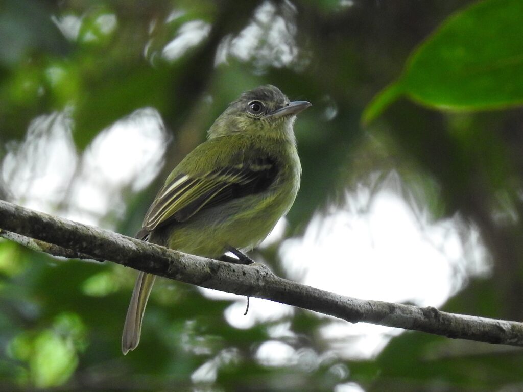 Tyranneau jaune-olive