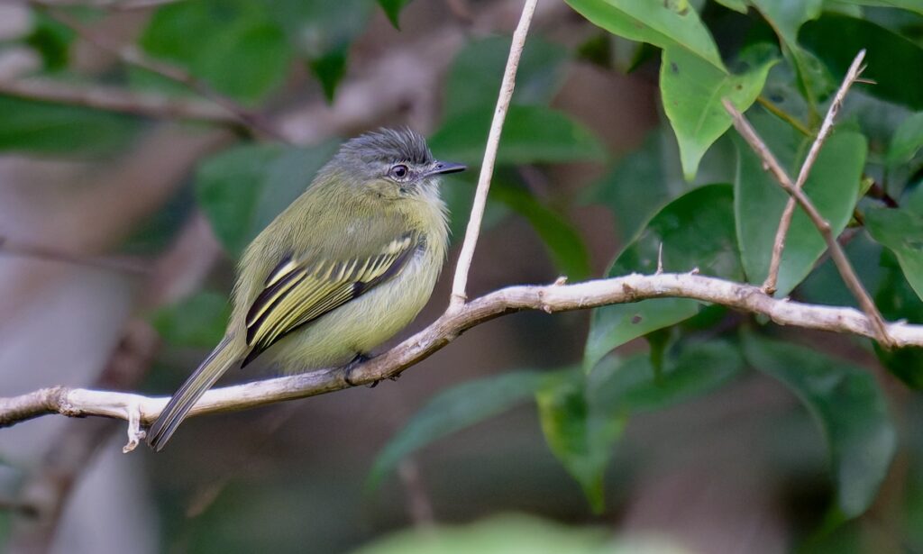 Tyranneau poliocéphale