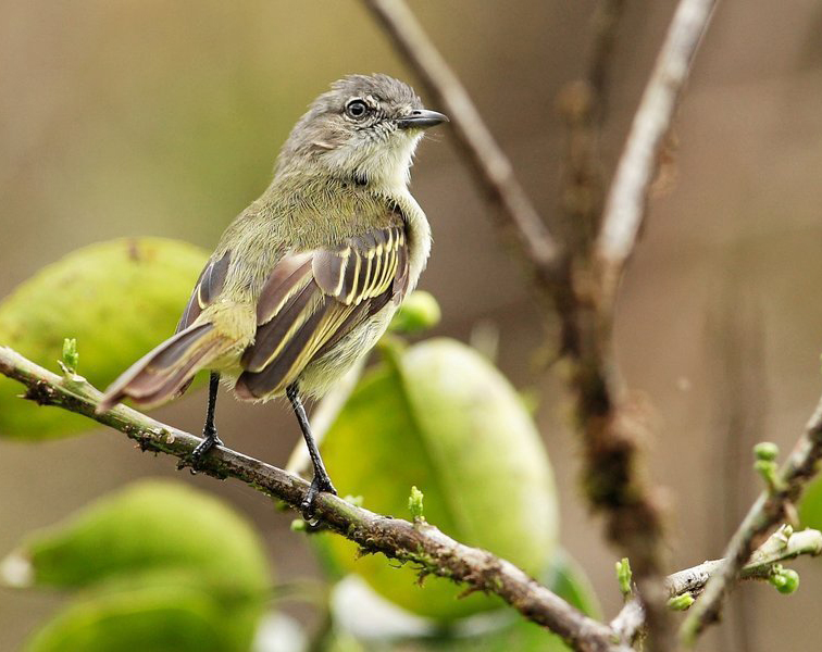 Tyranneau vif