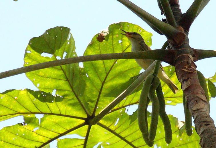 Viréo à moustaches