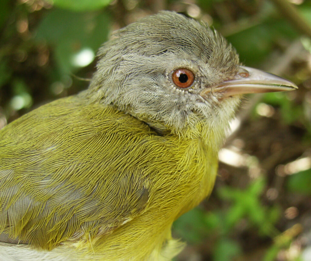 Viréon à tête cendrée