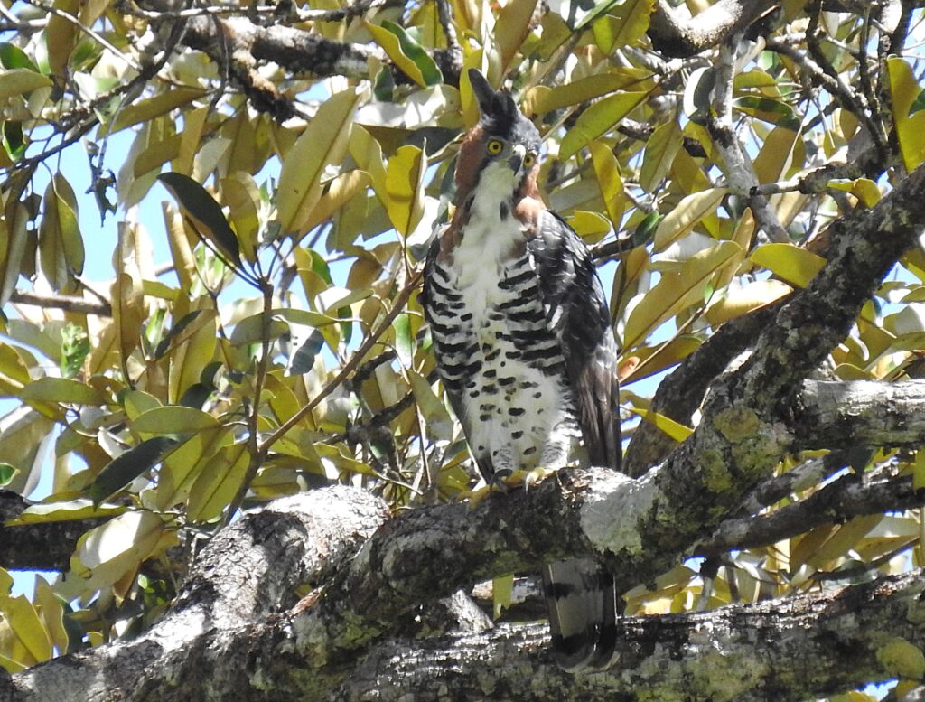 Aigle orné