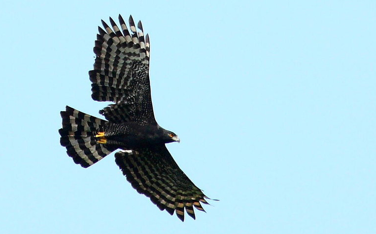 Aigle tyran