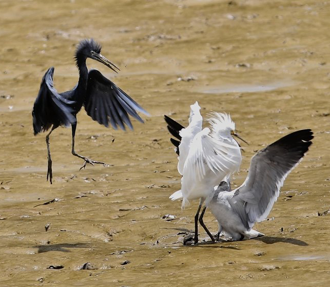 Aigrette bleue