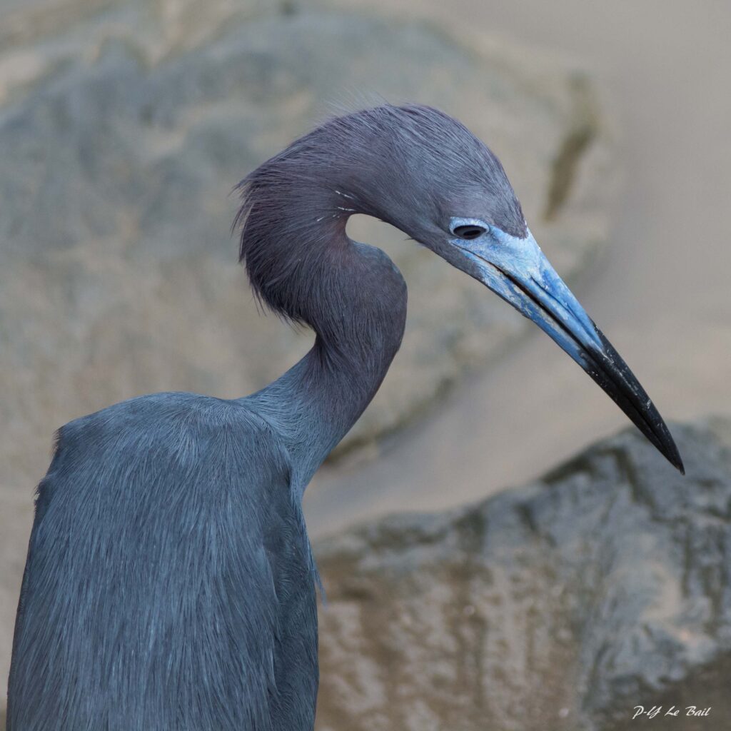 Aigrette bleue