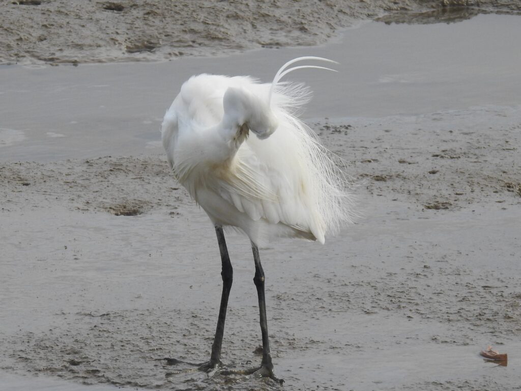 Aigrette garzette