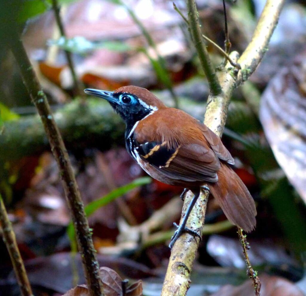 Alapi à cravate noire