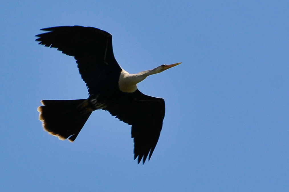 Anhinga d’Amérique