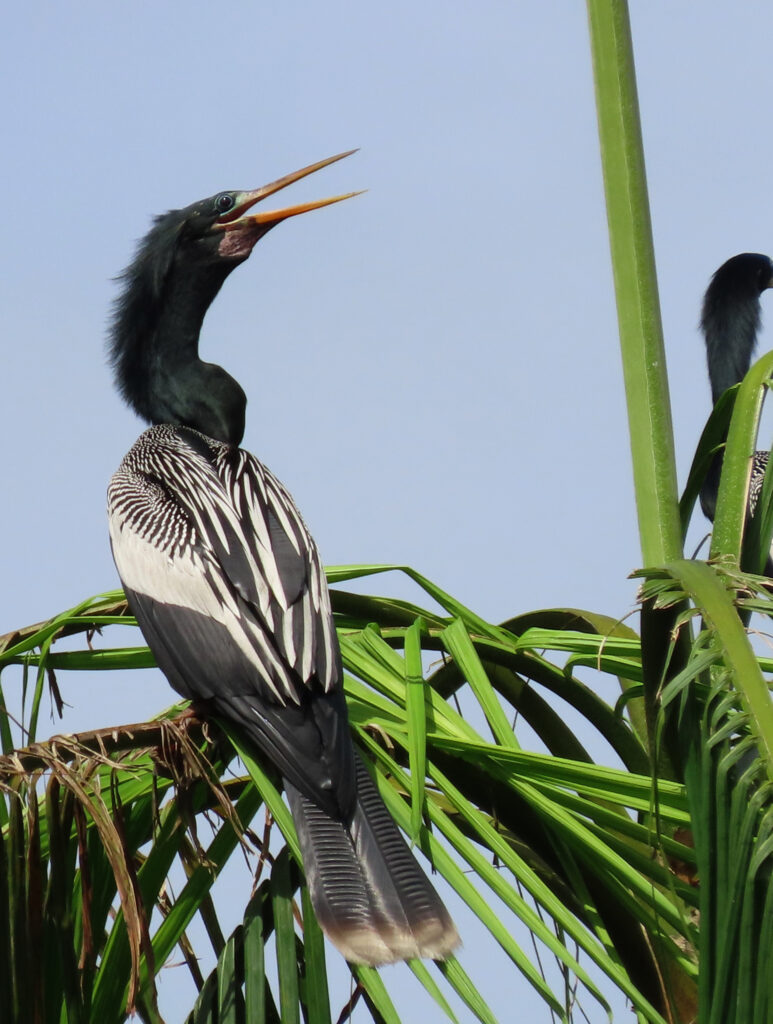 Anhinga d’Amérique
