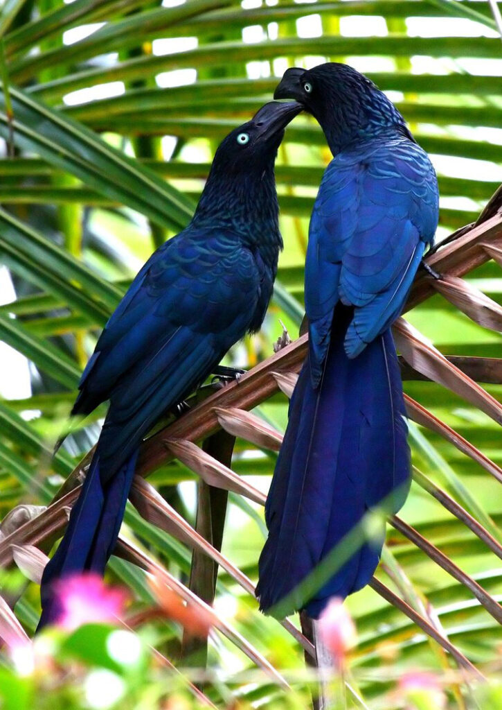 Ani des palétuviers