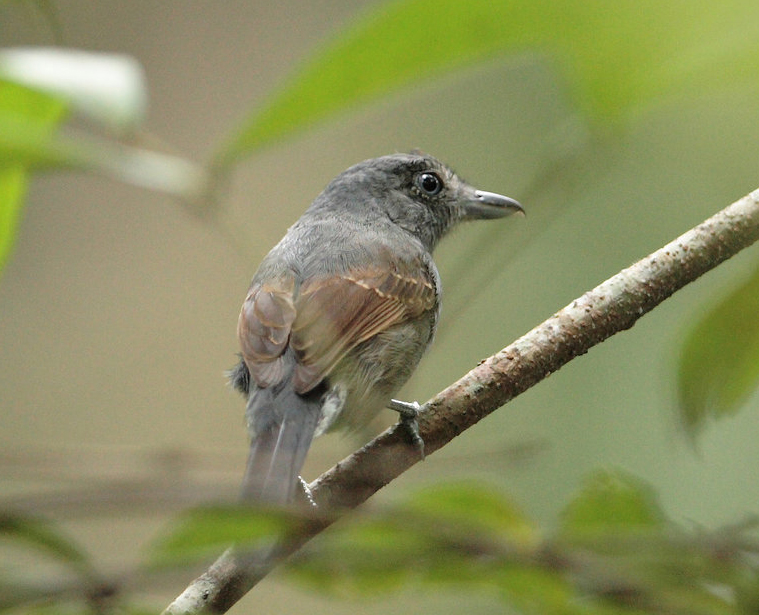 Batara souris