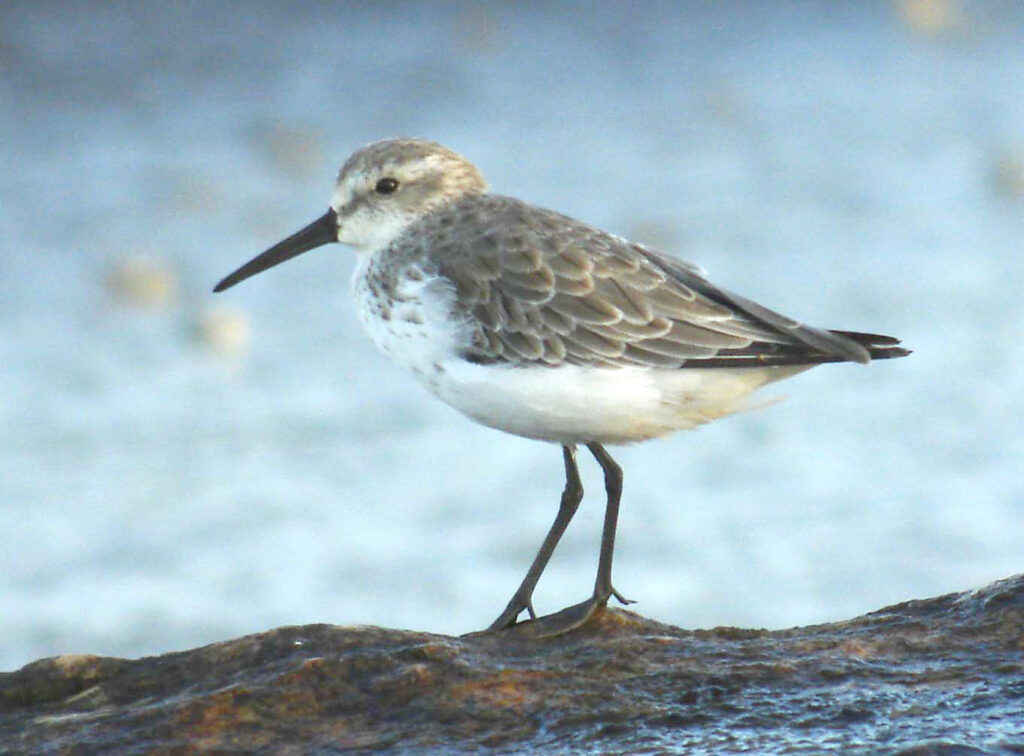 Bécasseau d’Alaska