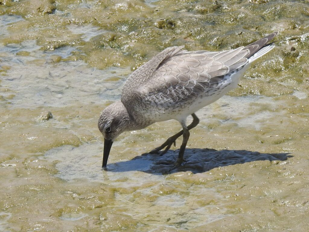 Bécasseau maubèche