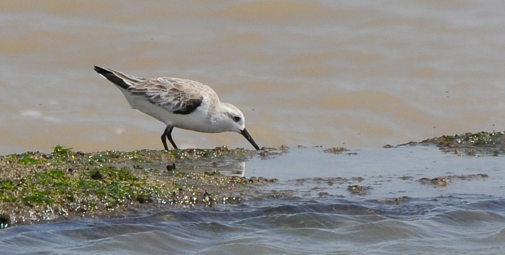 Bécasseau sanderling