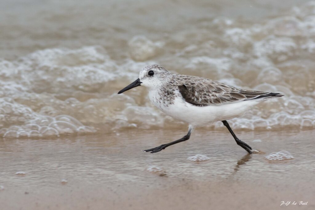 Bécasseau sanderling