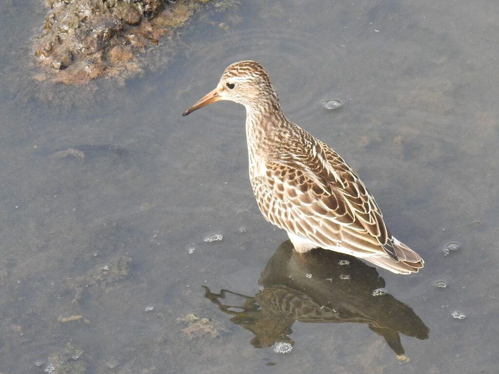 Bécasseau tacheté
(Bécasseau à poitrine cendrée)