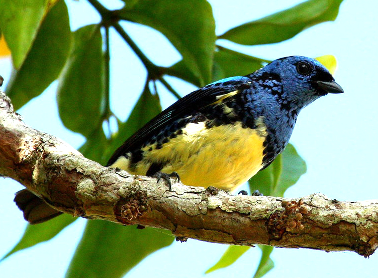 Calliste diable-enrhumé