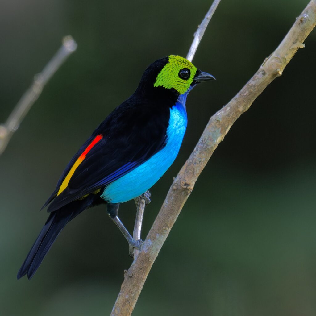 Calliste septicolore