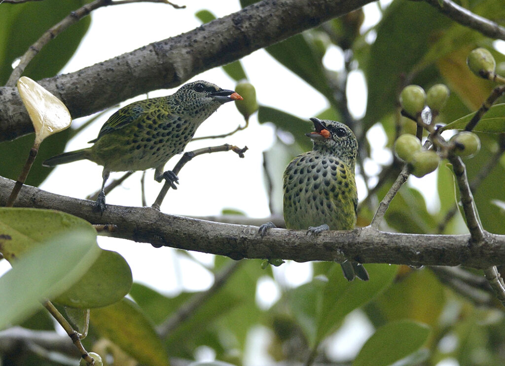 Calliste syacou