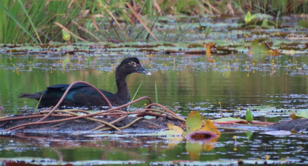 Canard musqué