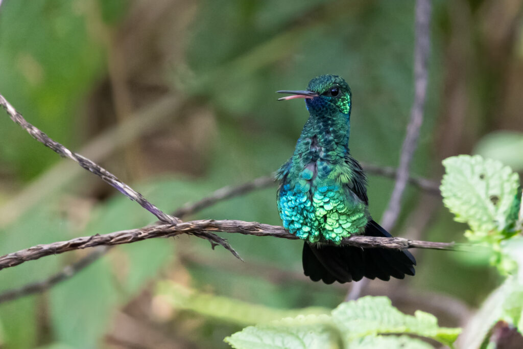 Colibri à menton bleu