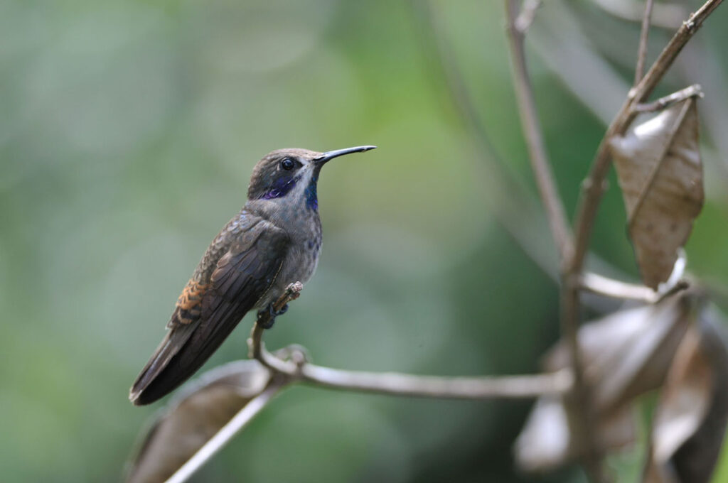 Colibri de Delphine