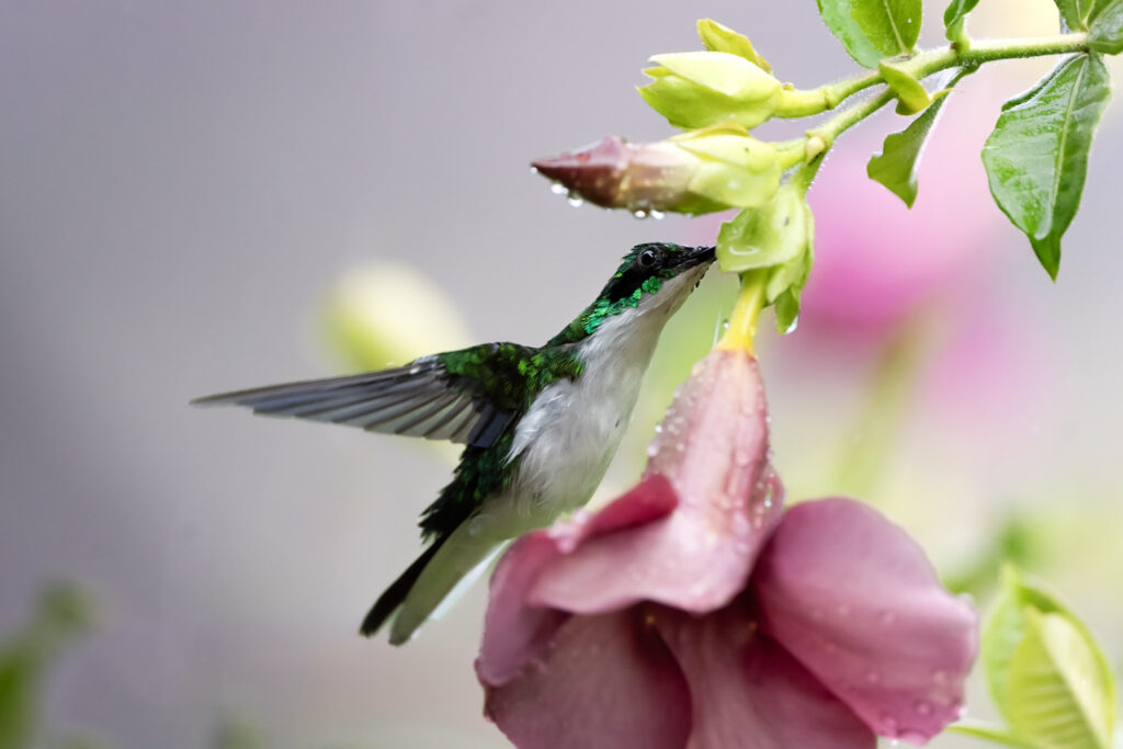 Colibri oreillard