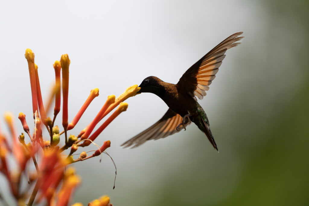 Colibri topaze