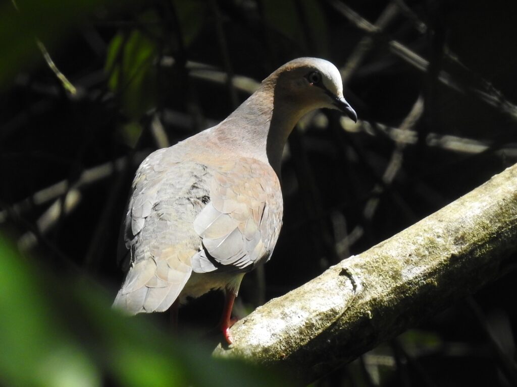 Colombe à front gris