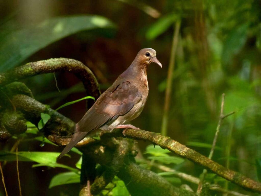 Colombe rouviolette