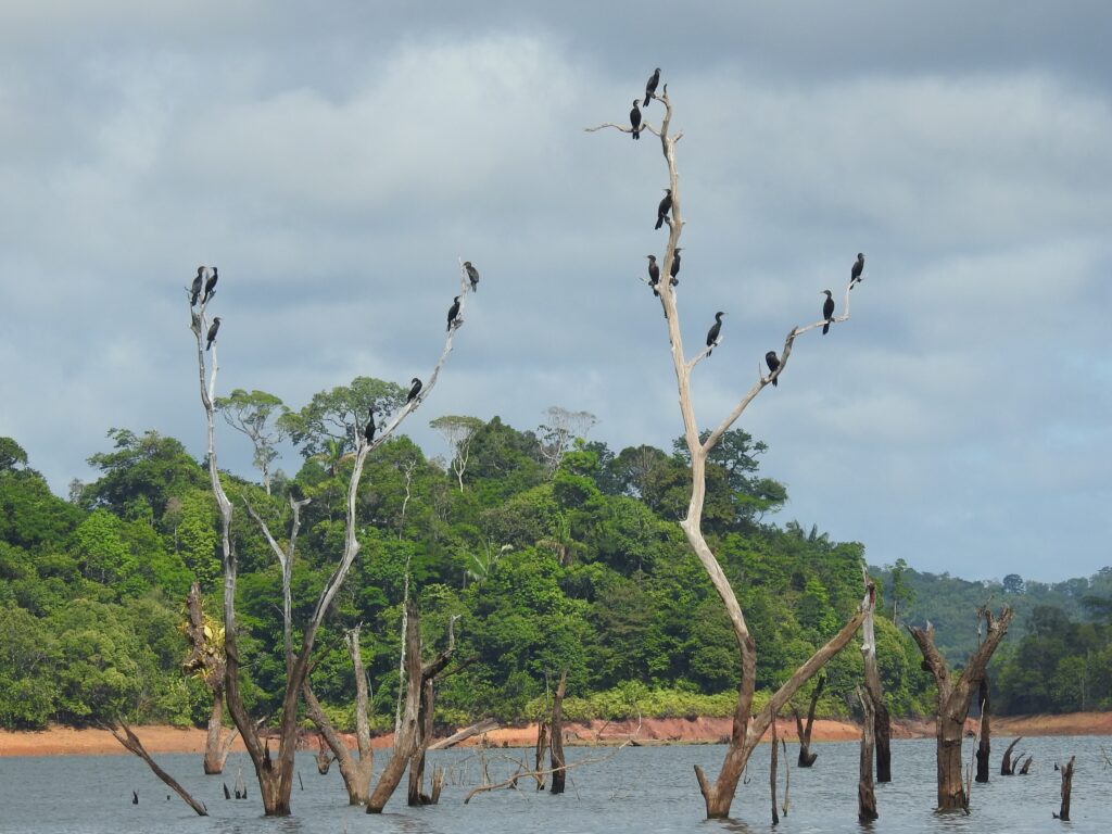 Cormoran vigua
