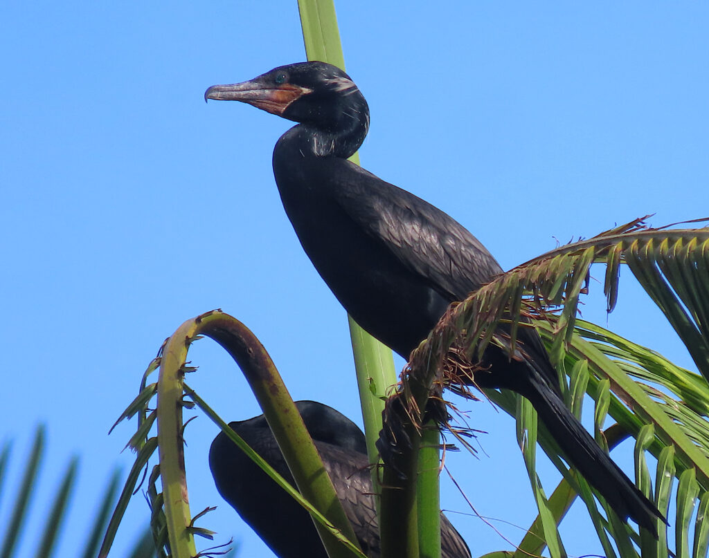 Cormoran vigua