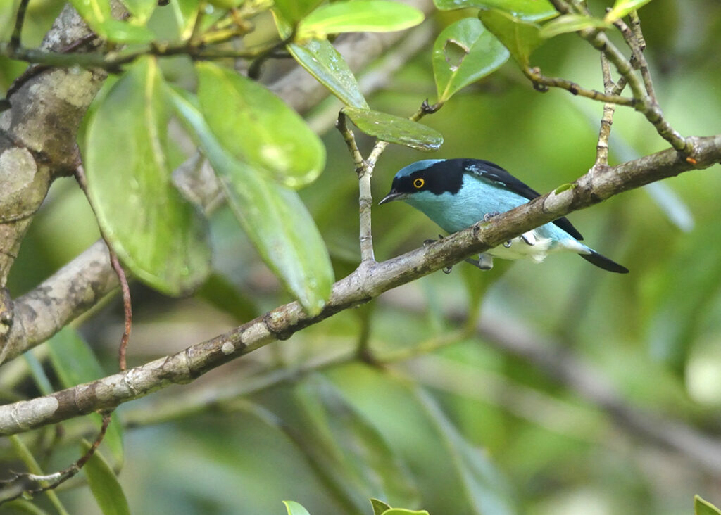 Dacnis à coiffe bleue