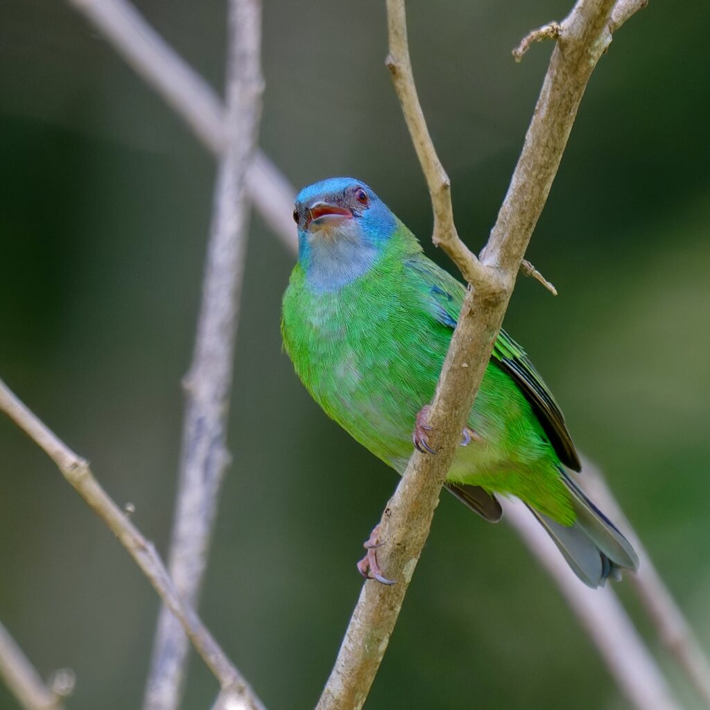 Dacnis bleu