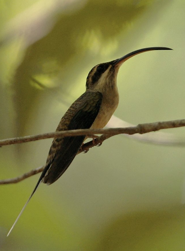 Ermite à brins blancs