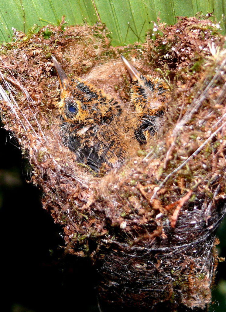 Ermite roussâtre