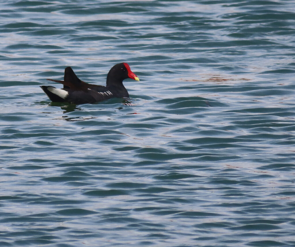 Gallinule d’Amérique