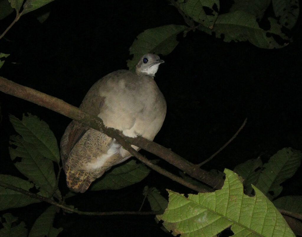 Grand Tinamou