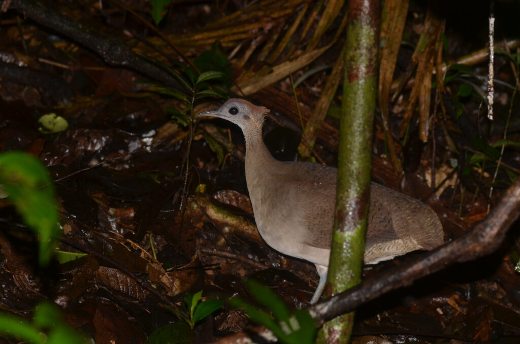Grand Tinamou
