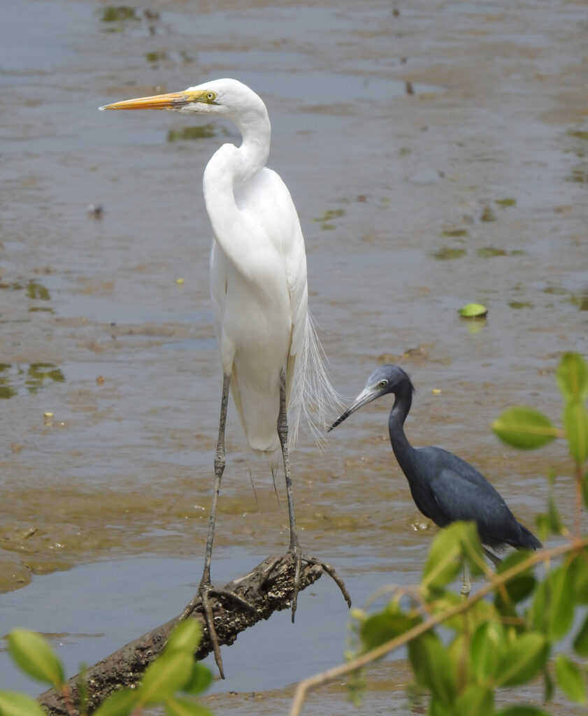 Grande Aigrette