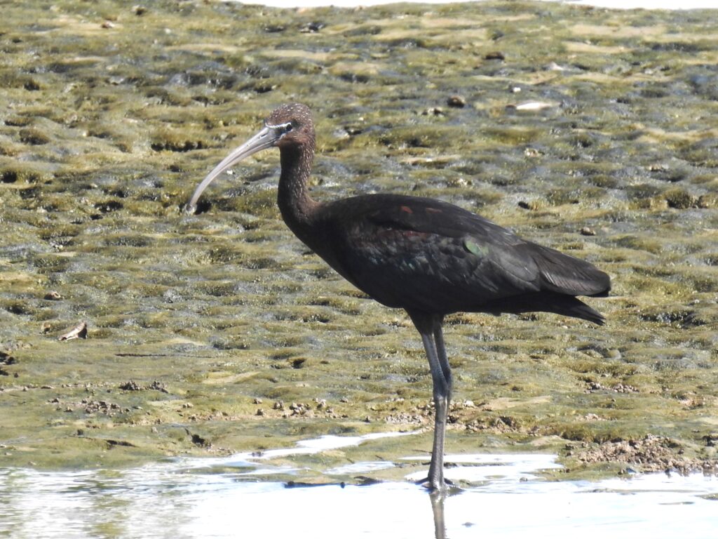 Ibis falcinelle
