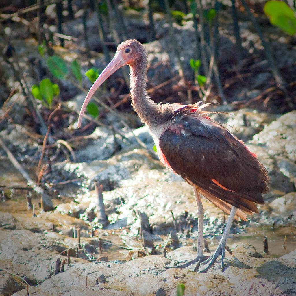 Ibis rouge