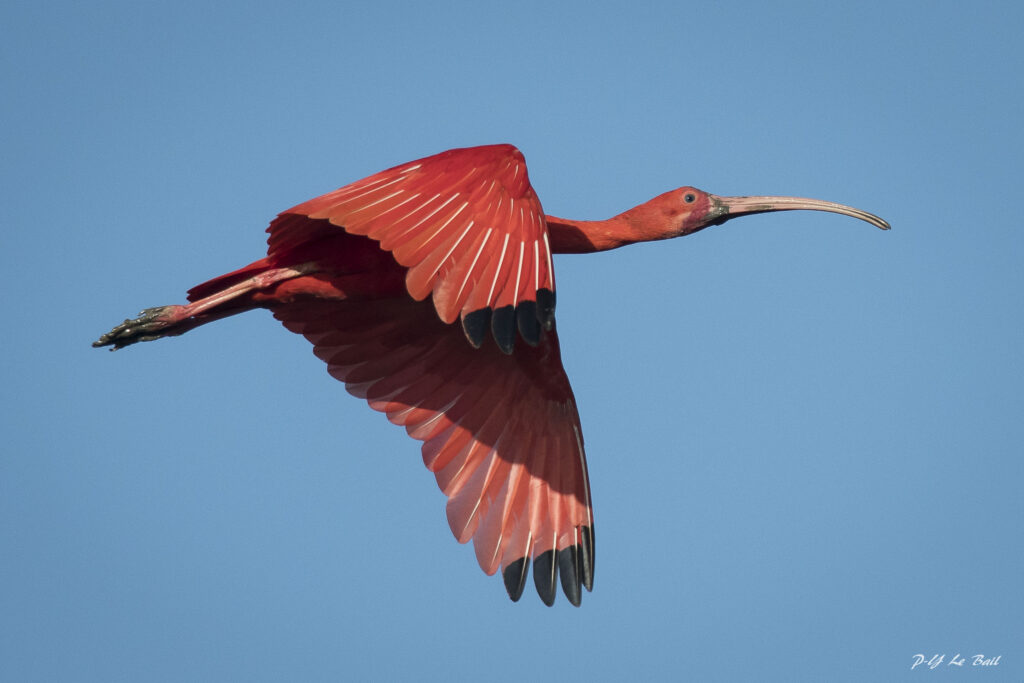 Ibis rouge