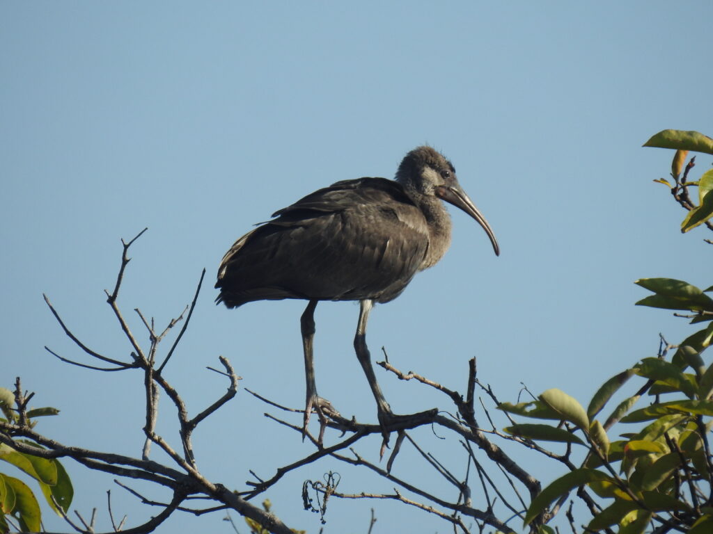 Ibis vert