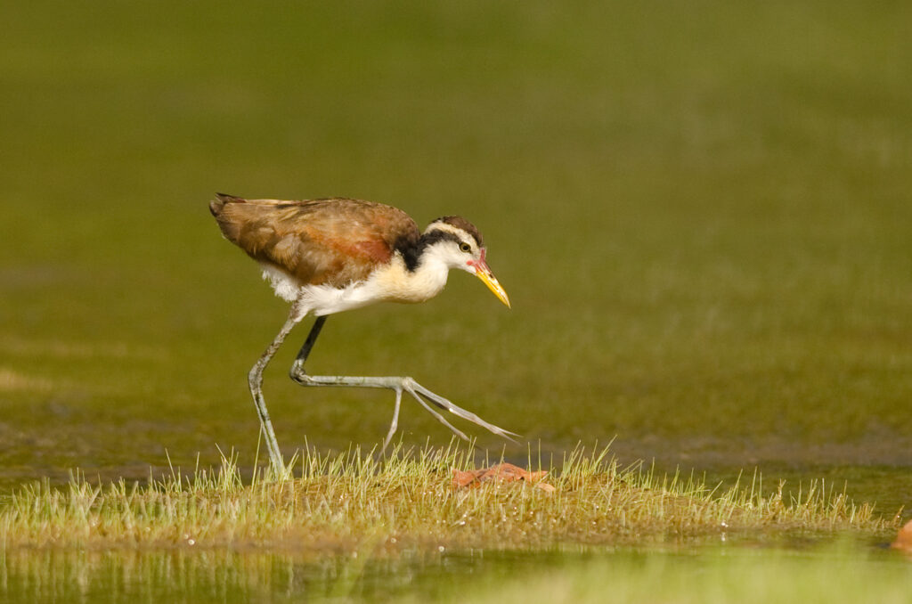 Jacana noir